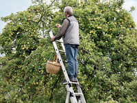 //inrorwxhlqrqlo5p.ldycdn.com/cloud/lqBpqKjjlmSRmkojrjrrjo/Extension-Aluminum-Ladder.png